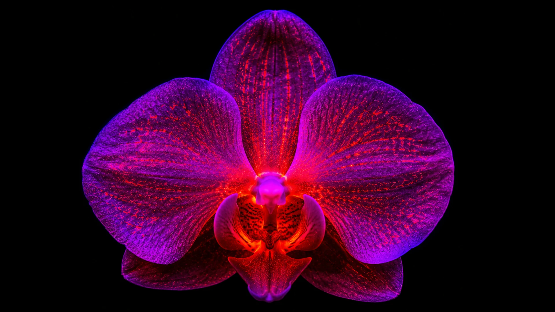 Close-up botanical texture lit in magenta and red