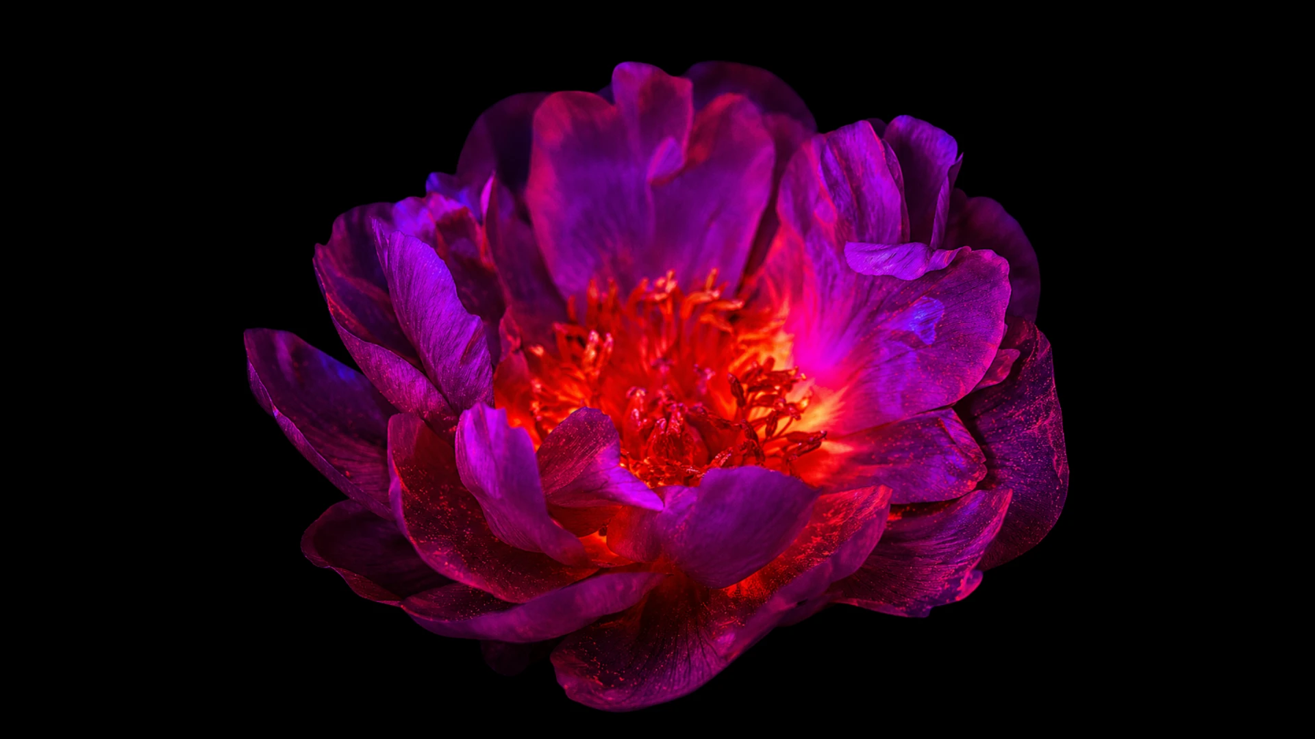Macro botanical form lit in red and pink